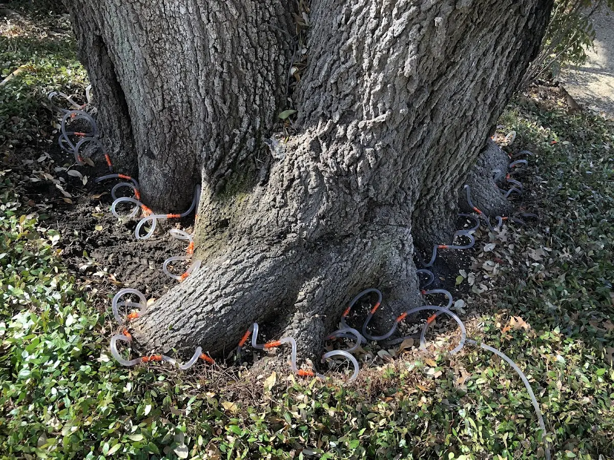 Detailed Tree Cabling and Bracing job site in Rohnert Park