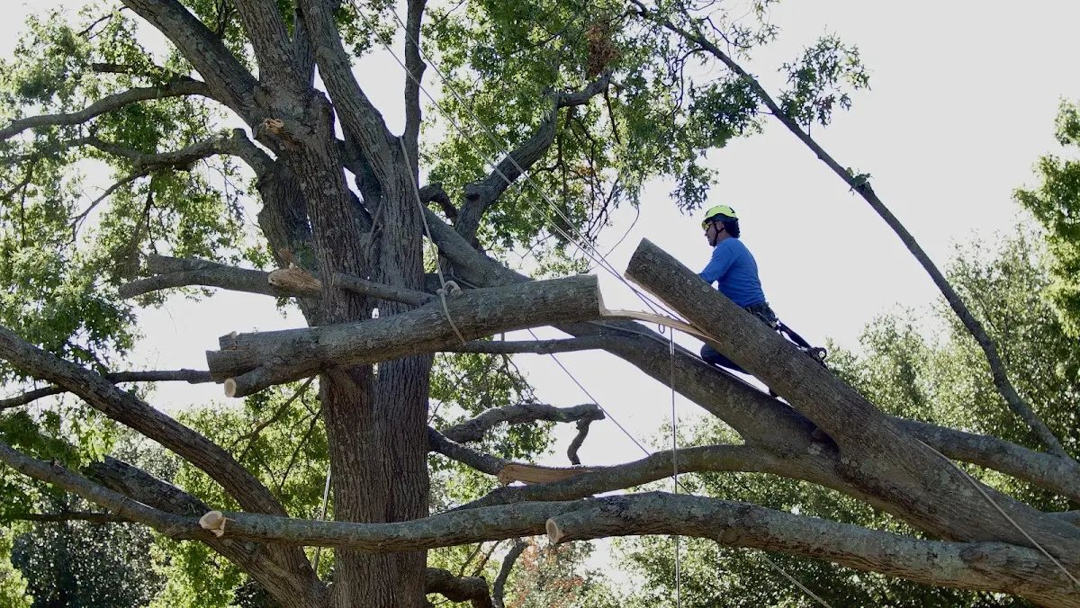 Professional Crown Thinning performed by certified arborists in Rohnert Park