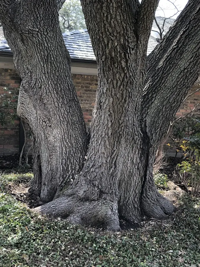 Mature heritage tree close to a Rohnert Park property cared for by certified arborists